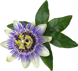 Passionflower extract included in NervEase to support relaxation and calm the nervous system.