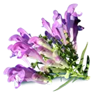 Prickly Pear cactus extract in NervEase for antioxidant support and cellular health.