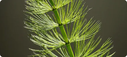 Close-up of Horsetail (Equisetum arvense) extract, a key ingredient in NewEra Protect for urinary tract health.