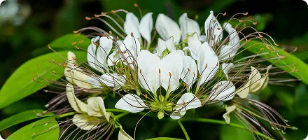 Crataeva Nurvala medicinal herb extract used in NewEra Protect to strengthen bladder muscles and reduce frequency.