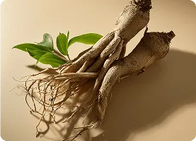 Resveratrol antioxidant compound found in NewEra Protect for cellular longevity and bladder health.