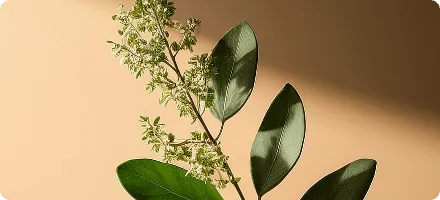 Close-up of Boswellia Serrata extract, a natural anti-inflammatory ingredient in NewEra Protect for bladder tissue health.