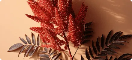 Sumac (Rhus coriaria) berries extract used in NewEra Protect for its antioxidant properties and bladder support.