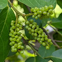 Gymnema ingredient