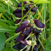 Velvet Bean Extract ingredient